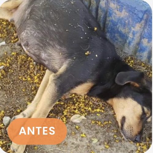Luna antes