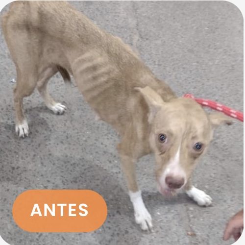 Simba antes