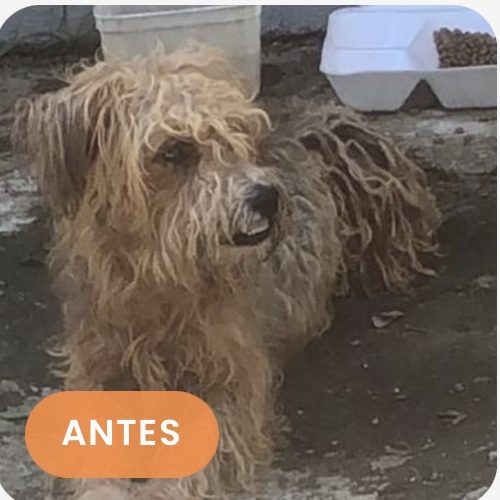 Thor antes
